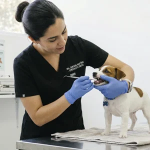 Consulta Odontología