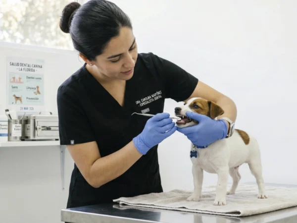 Consulta Odontología Veterinaria